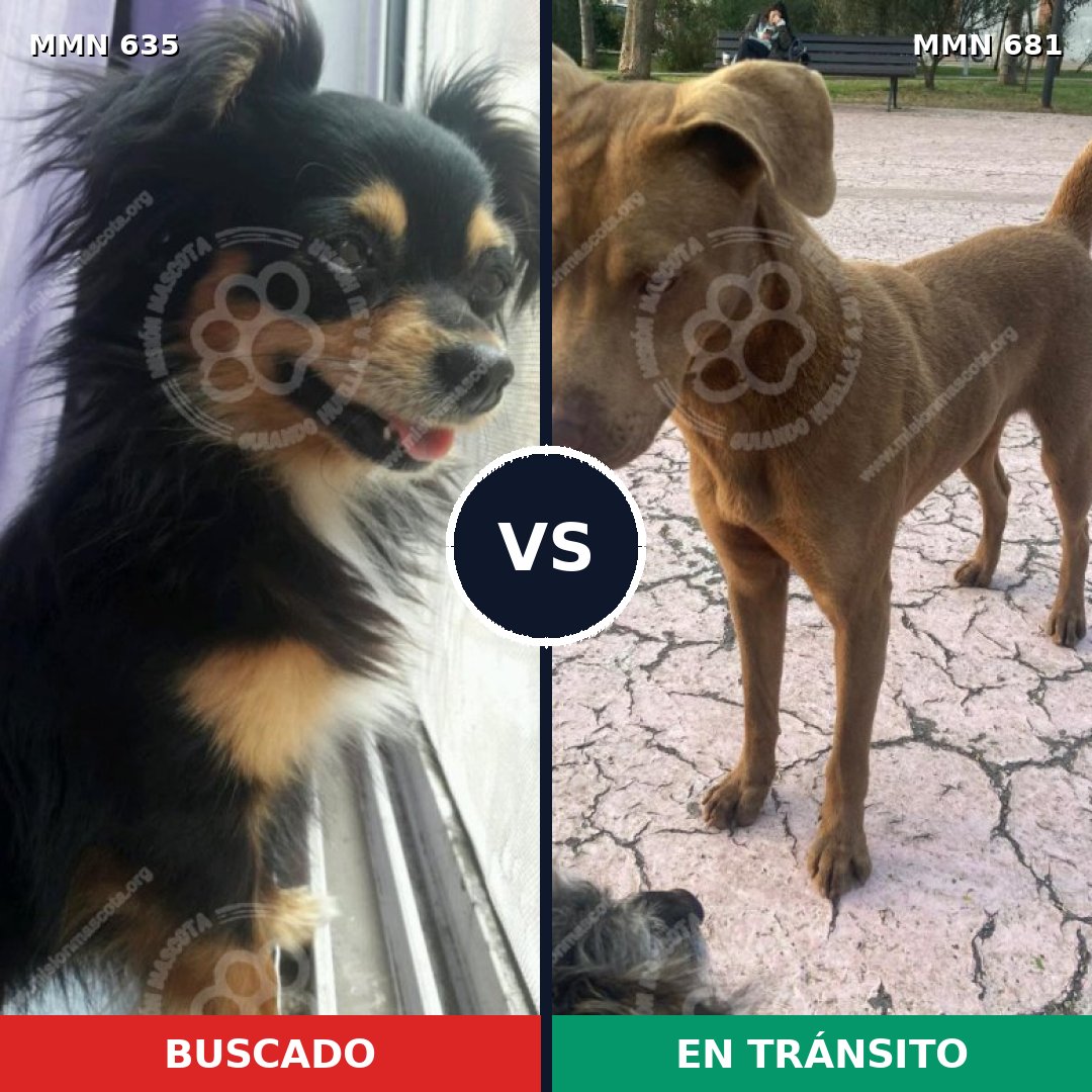 Comparativa MMS 9250: mascota perdida y mascota encontrada, 28% de similitud