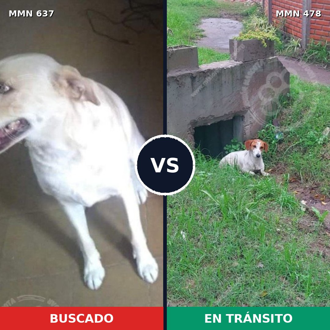 Comparativa MMS 9251: mascota perdida y mascota encontrada, 8% de similitud