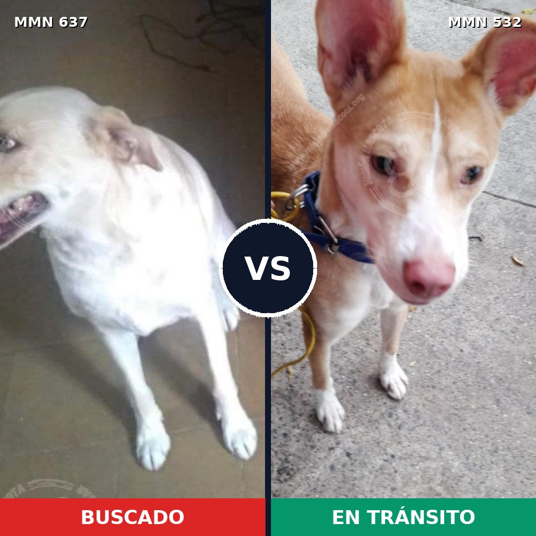 Comparativa MMS 9255: mascota perdida y mascota encontrada, 14% de similitud