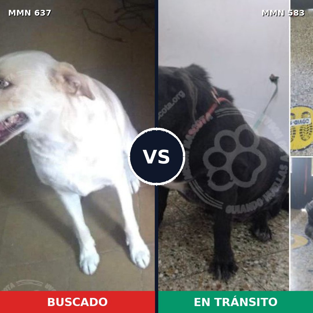 Comparativa MMS 9256: mascota perdida y mascota encontrada, 20% de similitud
