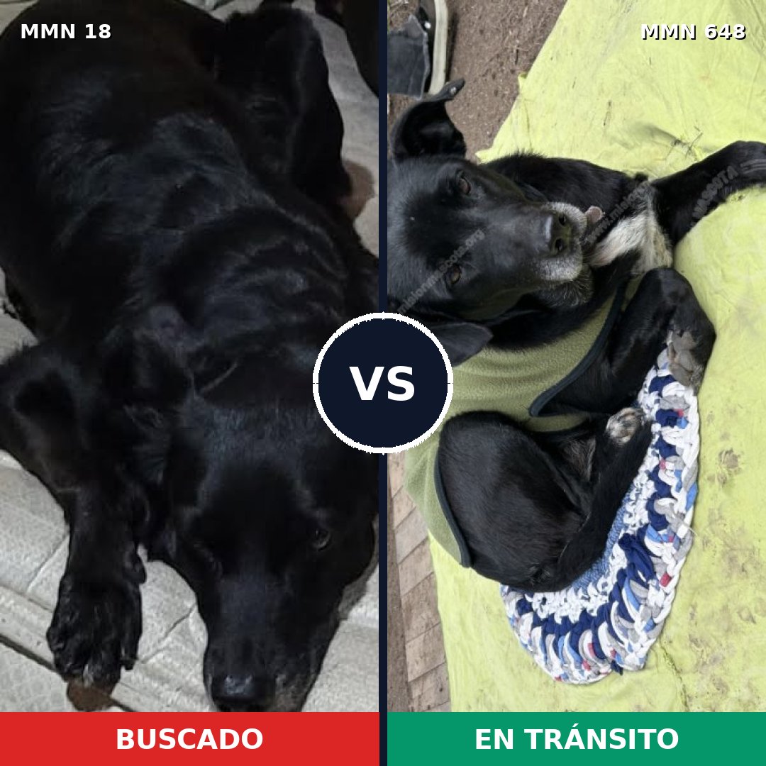 Comparativa MMS 926: mascota perdida y mascota encontrada, 49% de similitud