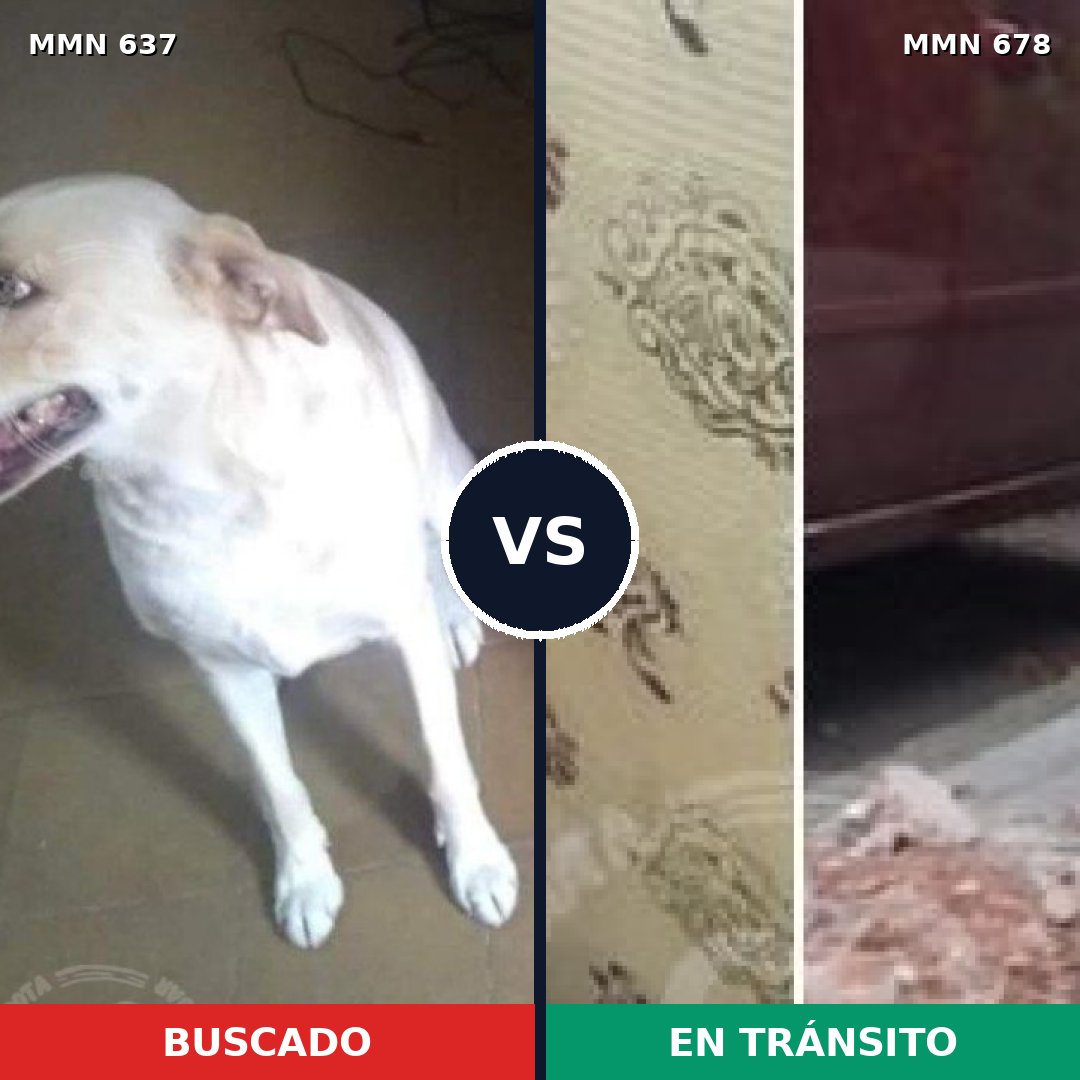 Comparativa MMS 9260: mascota perdida y mascota encontrada, 26% de similitud