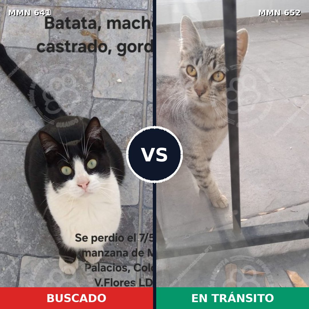 Comparativa MMS 9261: mascota perdida y mascota encontrada, 71% de similitud