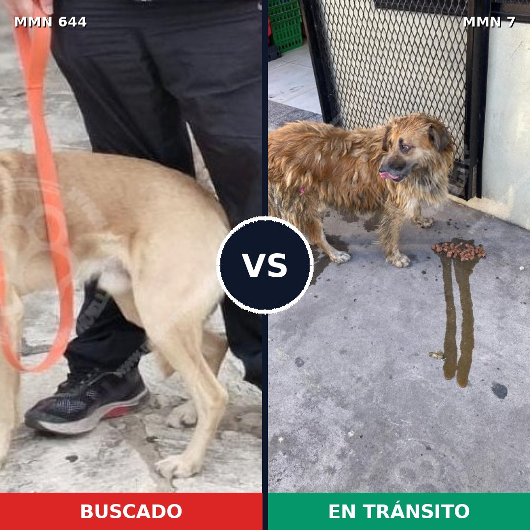 Comparativa MMS 9264: mascota perdida y mascota encontrada, 65% de similitud