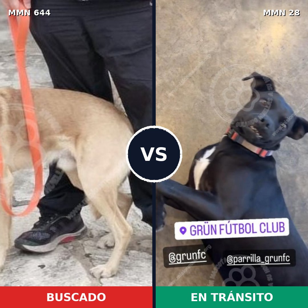 Comparativa MMS 9266: mascota perdida y mascota encontrada, 64% de similitud