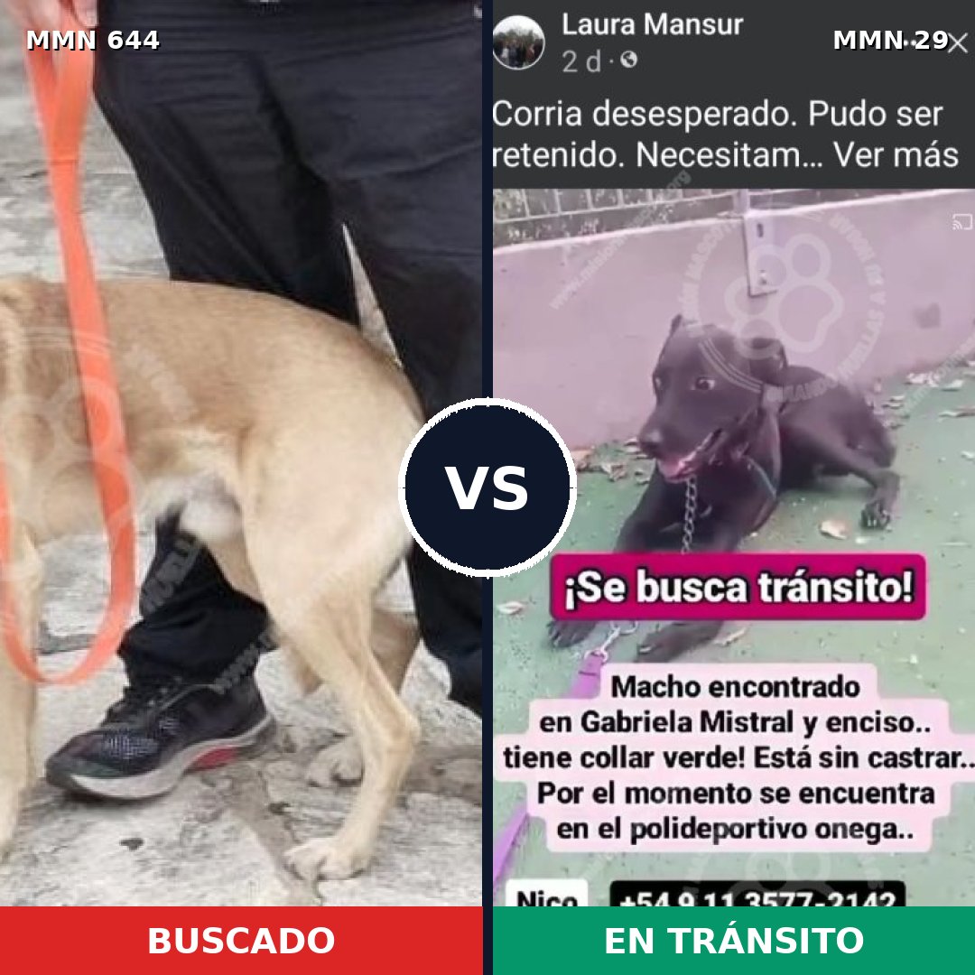 Comparativa MMS 9267: mascota perdida y mascota encontrada, 53% de similitud