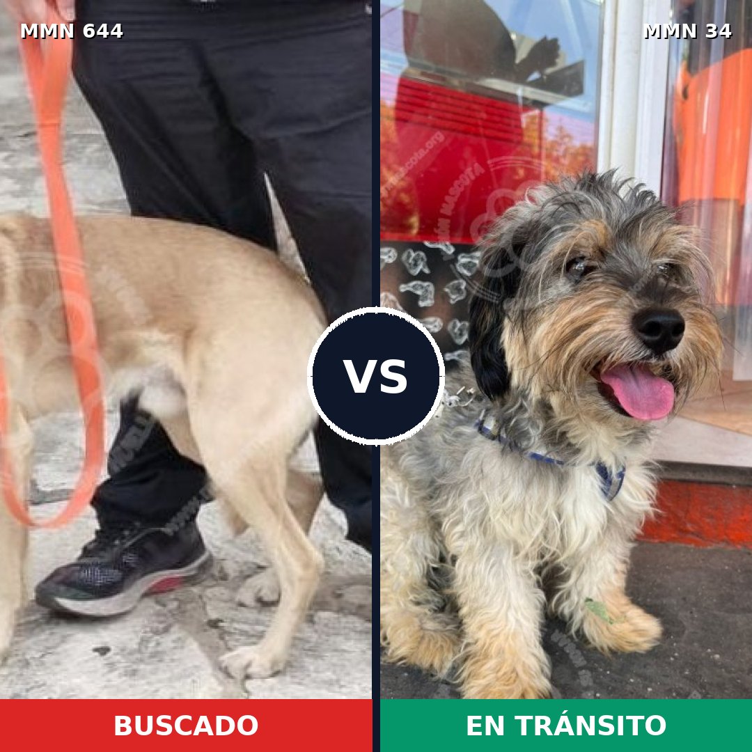 Comparativa MMS 9269: mascota perdida y mascota encontrada, 57% de similitud