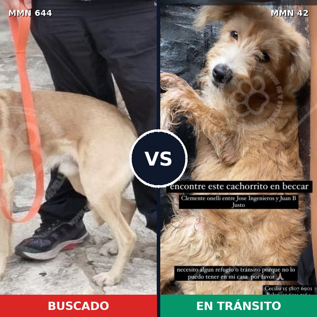 Comparativa MMS 9270: mascota perdida y mascota encontrada, 55% de similitud