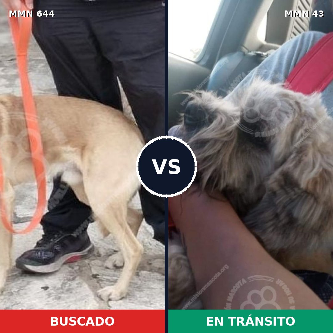 Comparativa MMS 9271: mascota perdida y mascota encontrada, 55% de similitud