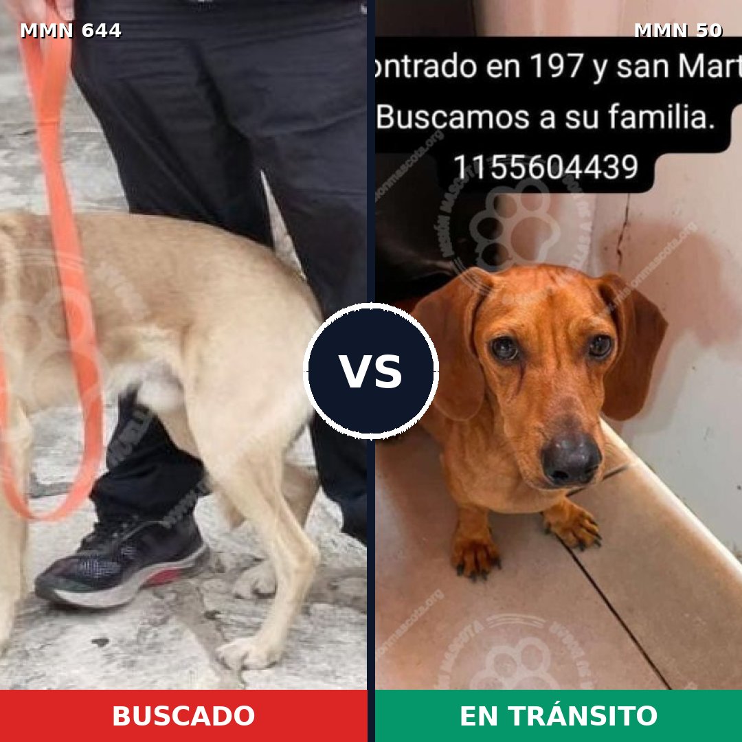 Comparativa MMS 9272: mascota perdida y mascota encontrada, 38% de similitud