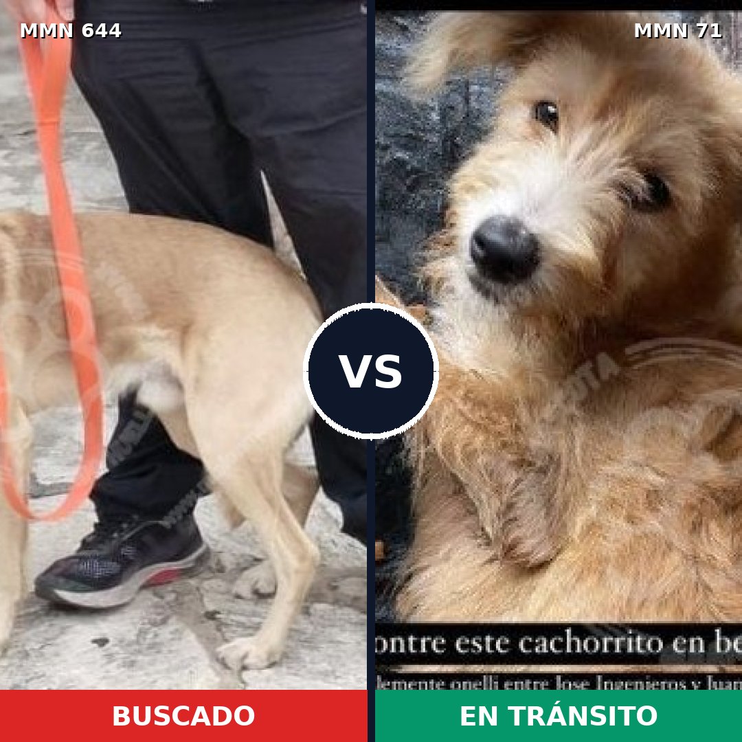 Comparativa MMS 9273: mascota perdida y mascota encontrada, 73% de similitud