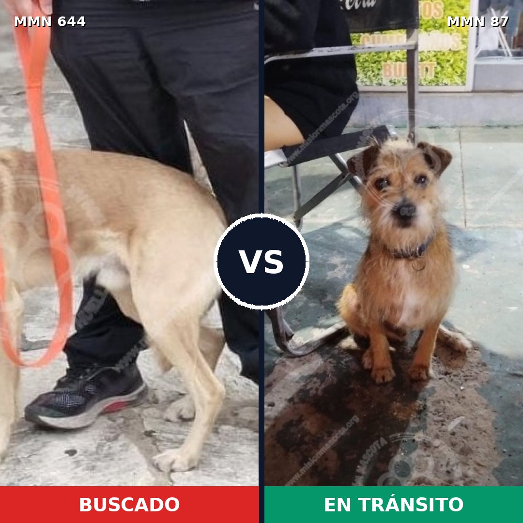 Comparativa MMS 9274: mascota perdida y mascota encontrada, 62% de similitud
