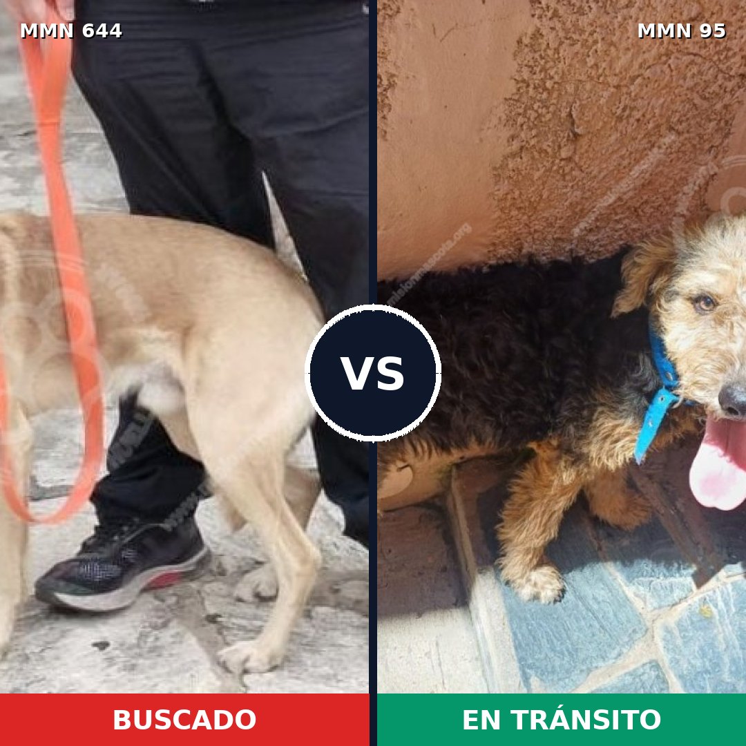 Comparativa MMS 9275: mascota perdida y mascota encontrada, 68% de similitud
