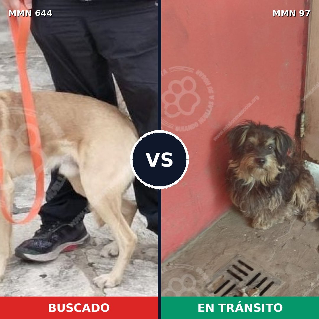 Comparativa MMS 9276: mascota perdida y mascota encontrada, 58% de similitud
