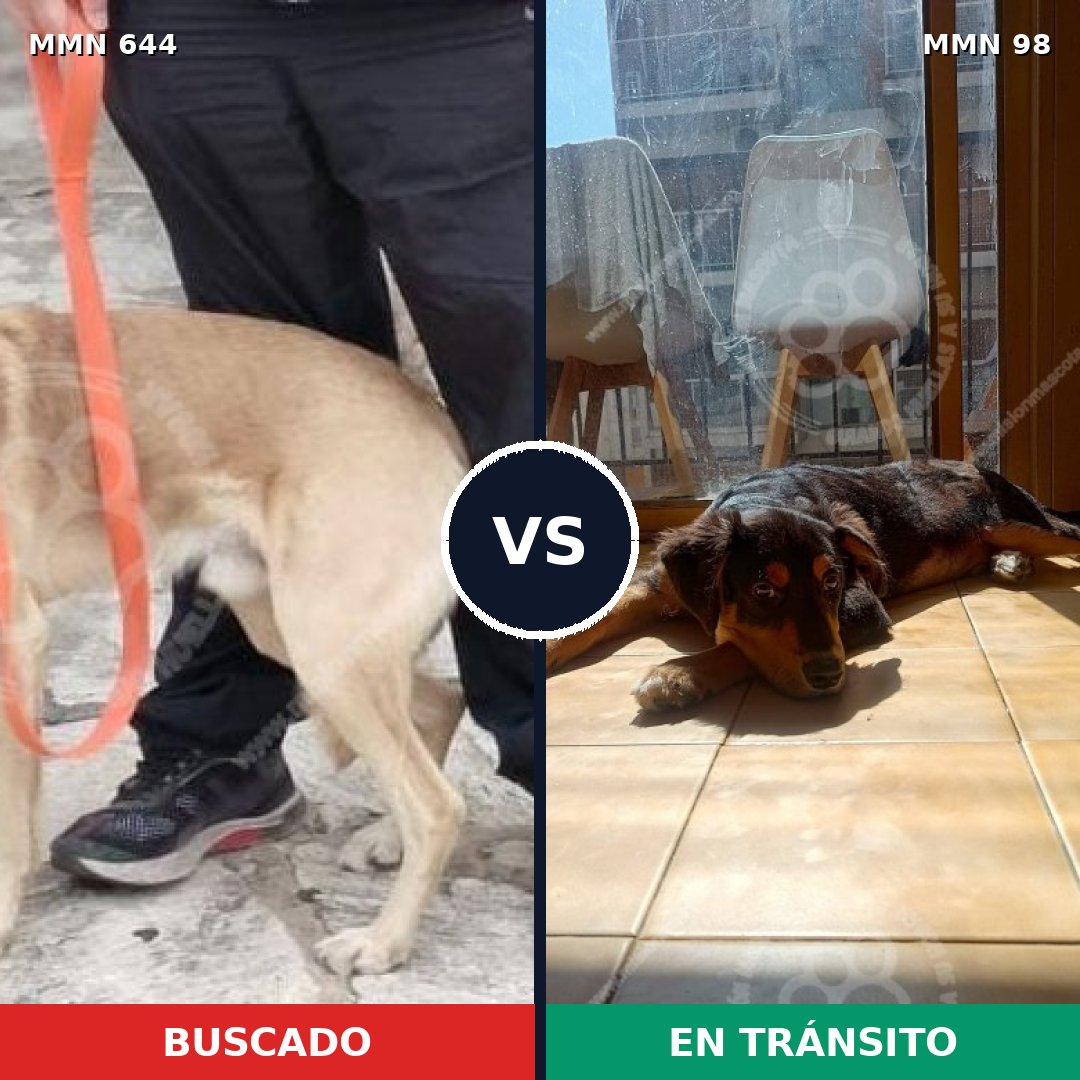 Comparativa MMS 9277: mascota perdida y mascota encontrada, 63% de similitud