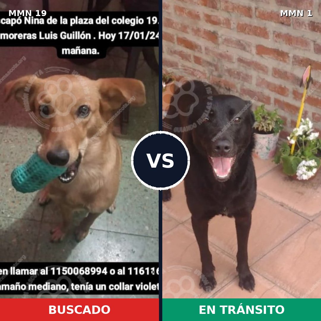 Comparativa MMS 928: mascota perdida y mascota encontrada, 67% de similitud