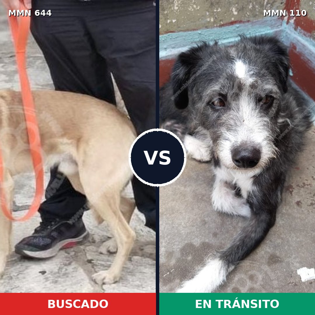 Comparativa MMS 9280: mascota perdida y mascota encontrada, 63% de similitud