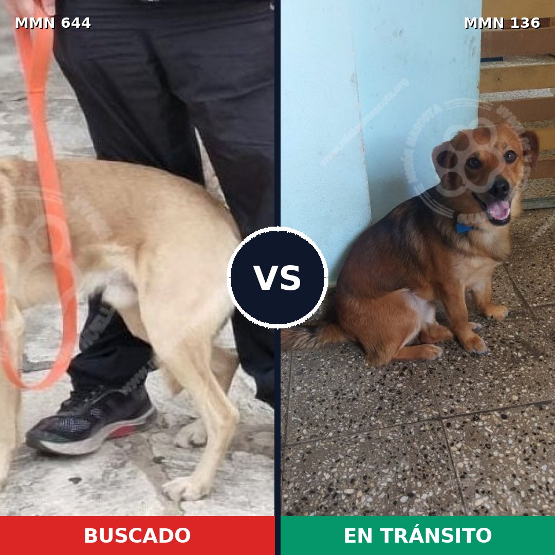 Comparativa MMS 9282: mascota perdida y mascota encontrada, 62% de similitud