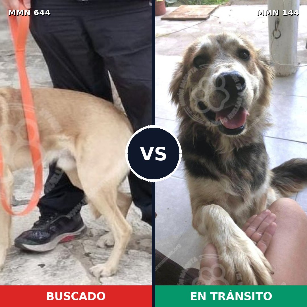 Comparativa MMS 9283: mascota perdida y mascota encontrada, 71% de similitud