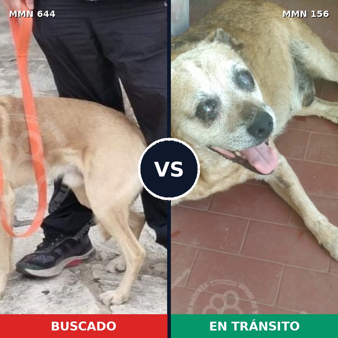 Comparativa MMS 9285: mascota perdida y mascota encontrada, 70% de similitud