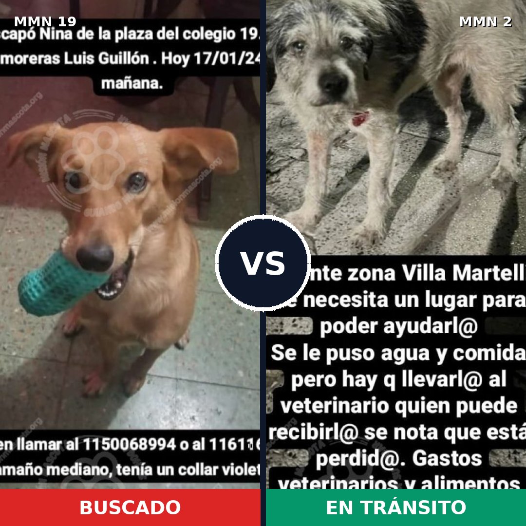Comparativa MMS 929: mascota perdida y mascota encontrada, 73% de similitud