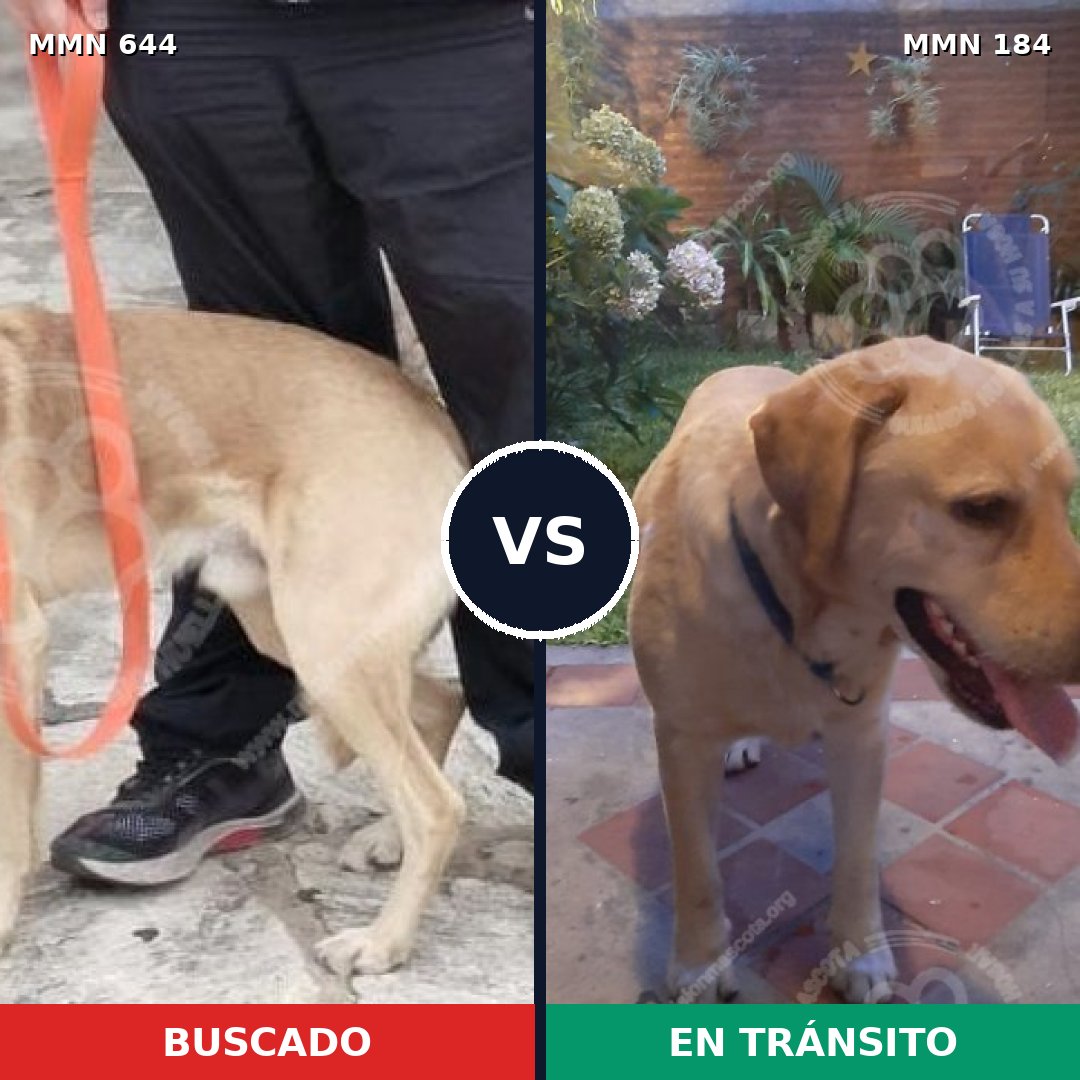Comparativa MMS 9291: mascota perdida y mascota encontrada, 64% de similitud