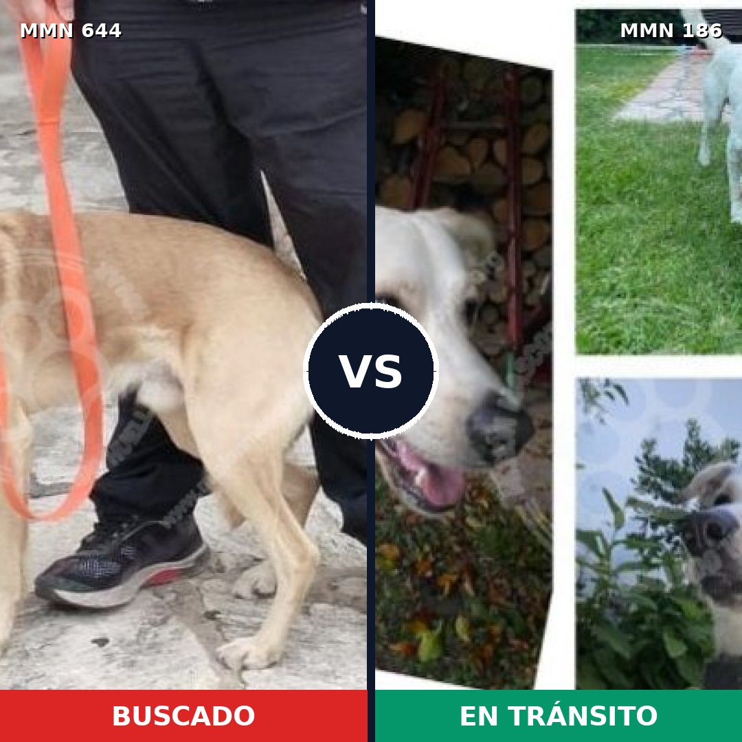 Comparativa MMS 9292: mascota perdida y mascota encontrada, 60% de similitud