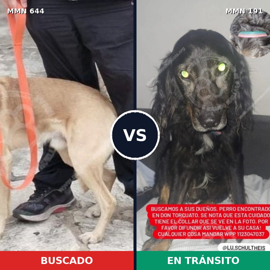 Comparativa MMS 9293: mascota perdida y mascota encontrada, 63% de similitud