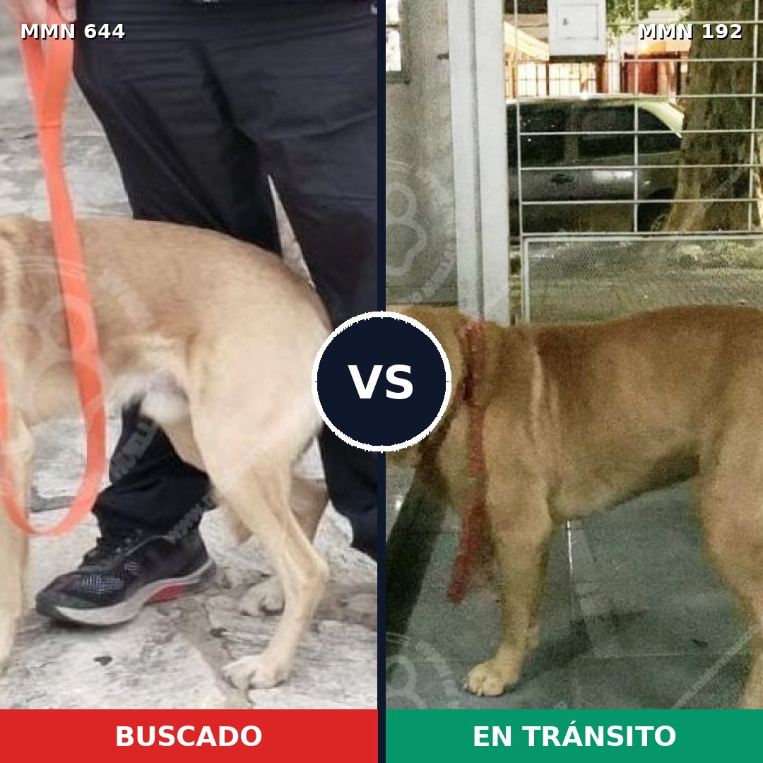 Comparativa MMS 9294: mascota perdida y mascota encontrada, 54% de similitud