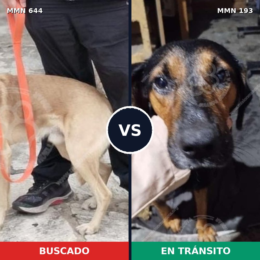 Comparativa MMS 9295: mascota perdida y mascota encontrada, 64% de similitud