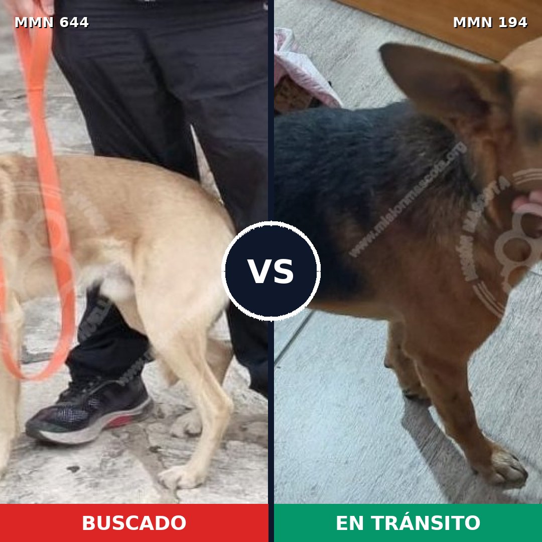 Comparativa MMS 9296: mascota perdida y mascota encontrada, 64% de similitud