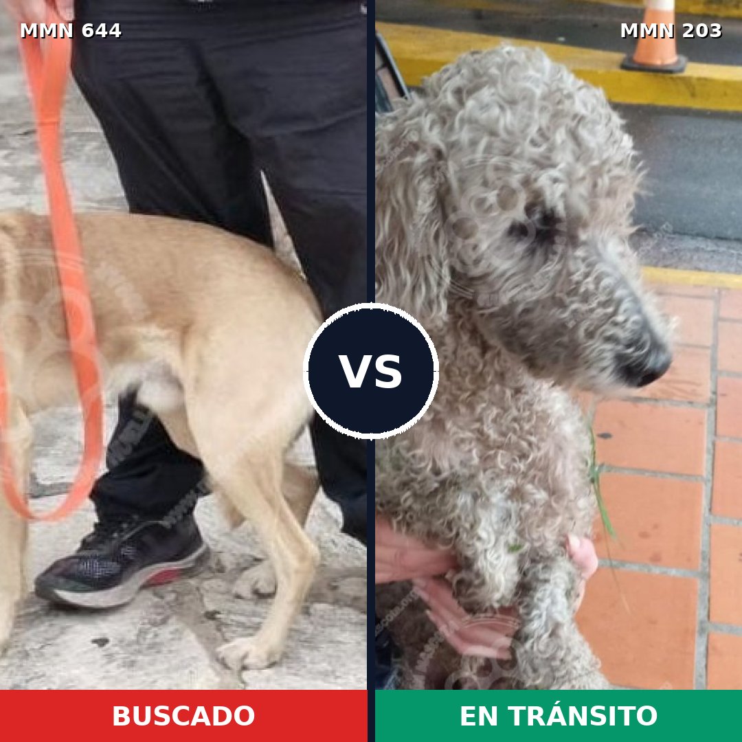Comparativa MMS 9297: mascota perdida y mascota encontrada, 39% de similitud
