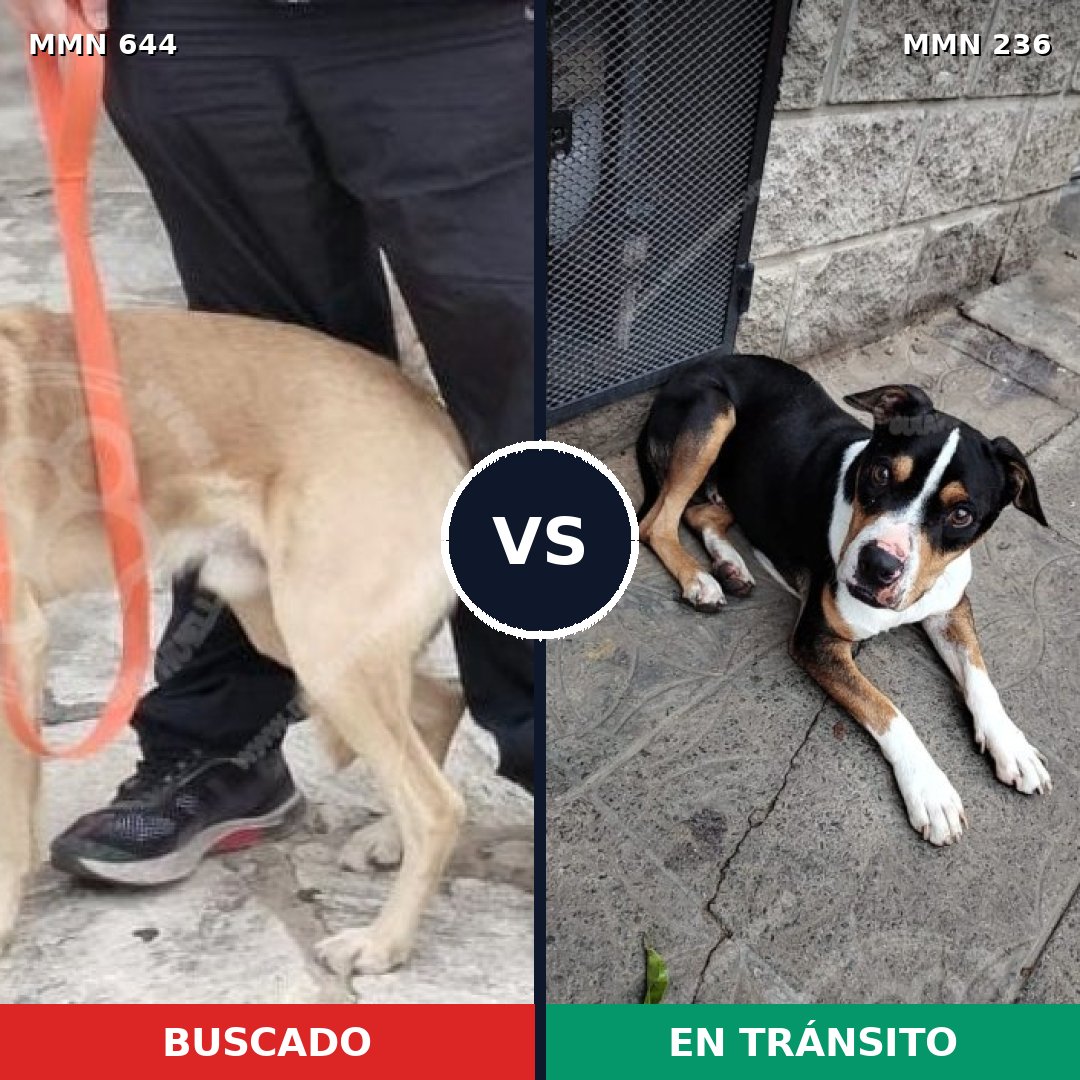 Comparativa MMS 9299: mascota perdida y mascota encontrada, 46% de similitud