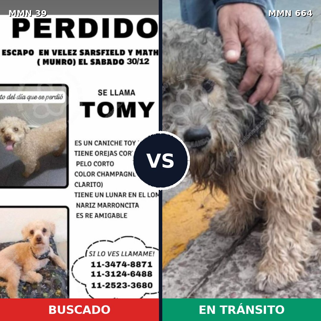 Comparativa MMS 93: mascota perdida y mascota encontrada, 25% de similitud