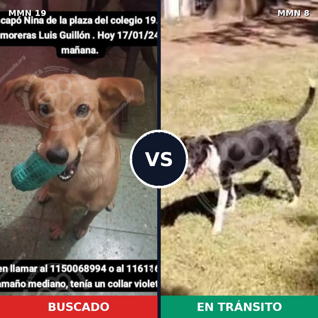Comparativa MMS 930: mascota perdida y mascota encontrada, 73% de similitud