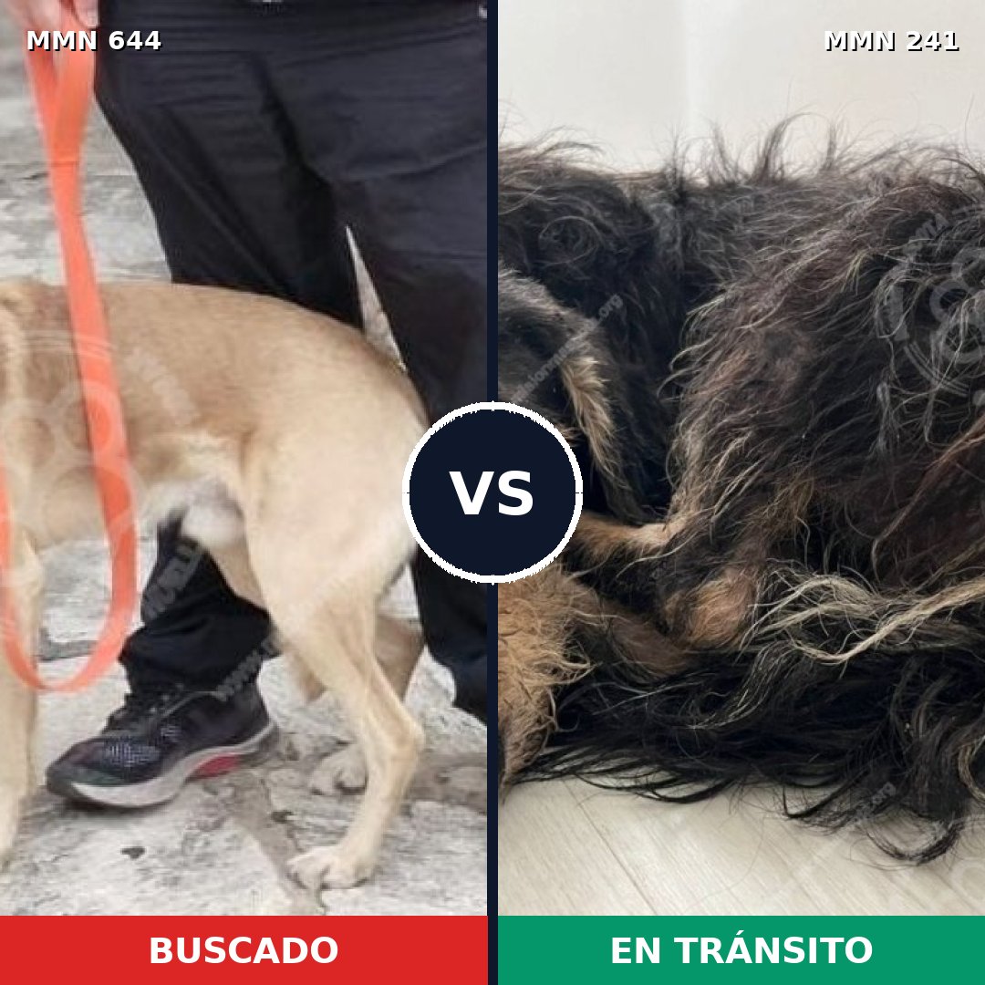Comparativa MMS 9300: mascota perdida y mascota encontrada, 58% de similitud