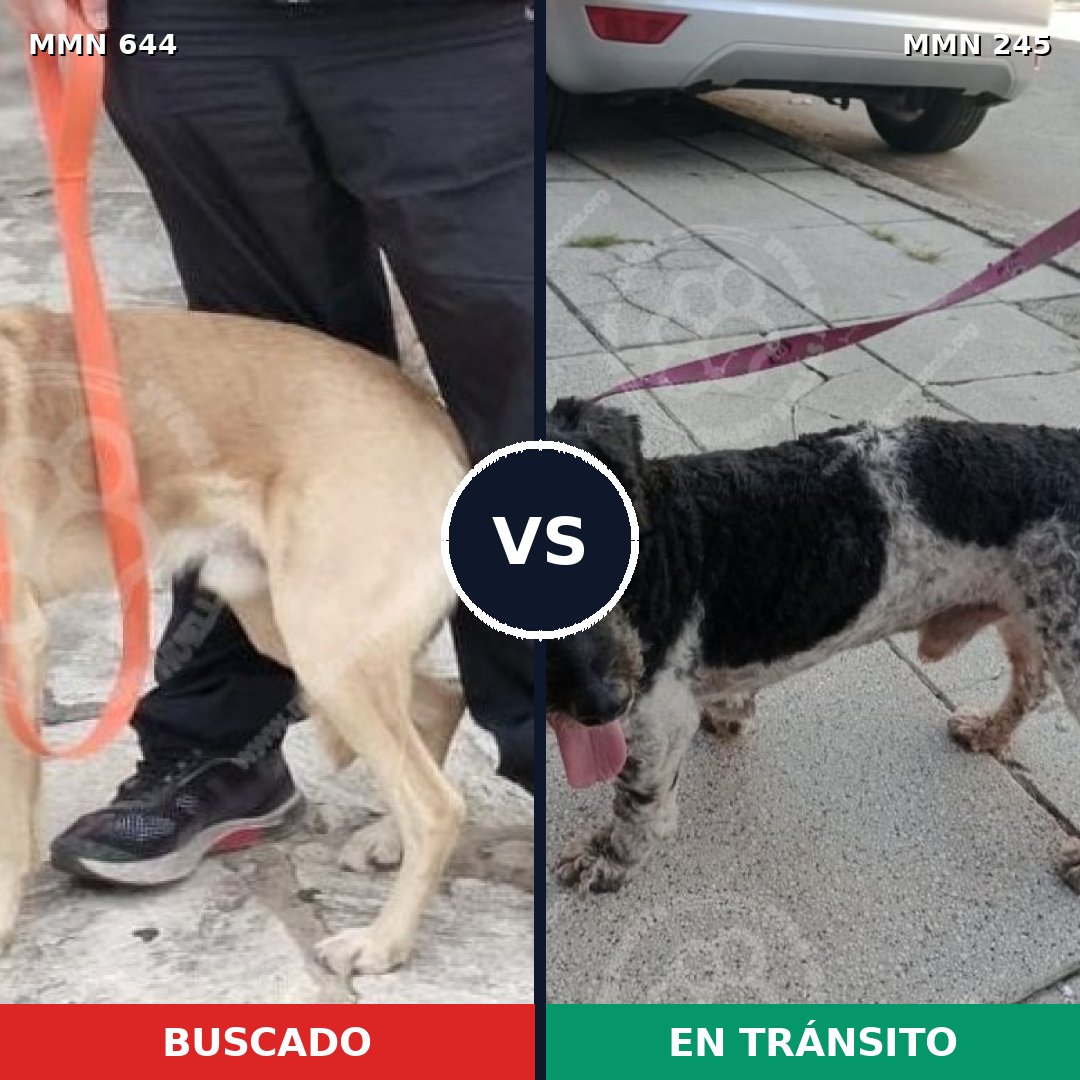 Comparativa MMS 9302: mascota perdida y mascota encontrada, 63% de similitud