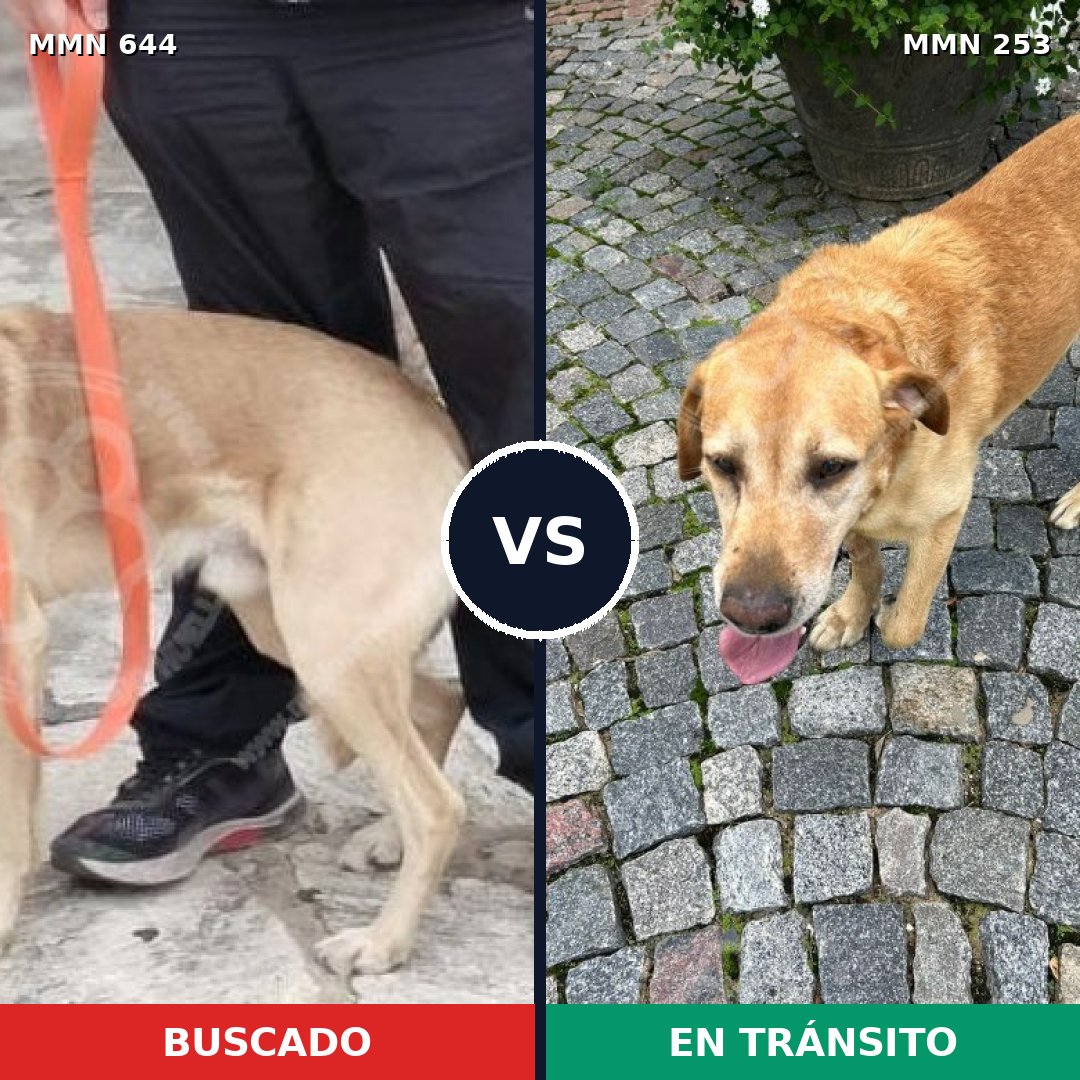 Comparativa MMS 9304: mascota perdida y mascota encontrada, 60% de similitud