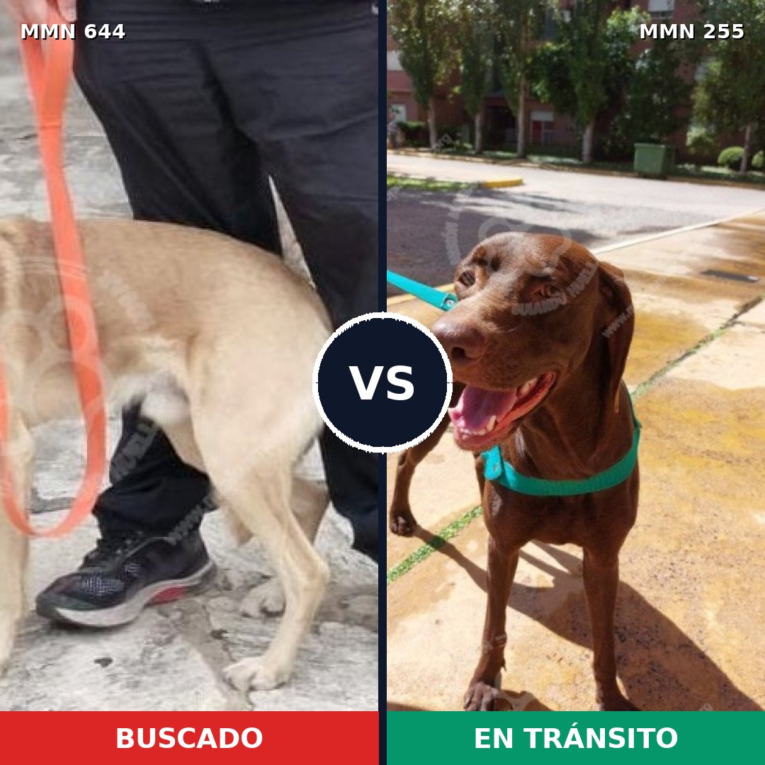 Comparativa MMS 9306: mascota perdida y mascota encontrada, 54% de similitud