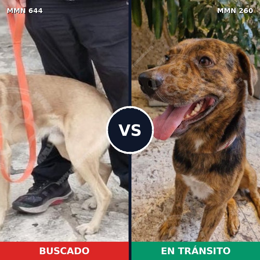 Comparativa MMS 9307: mascota perdida y mascota encontrada, 56% de similitud