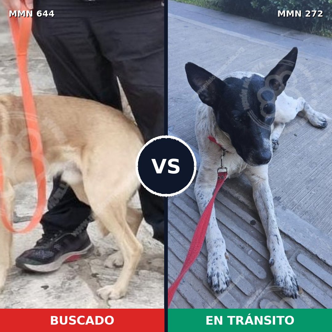 Comparativa MMS 9308: mascota perdida y mascota encontrada, 53% de similitud