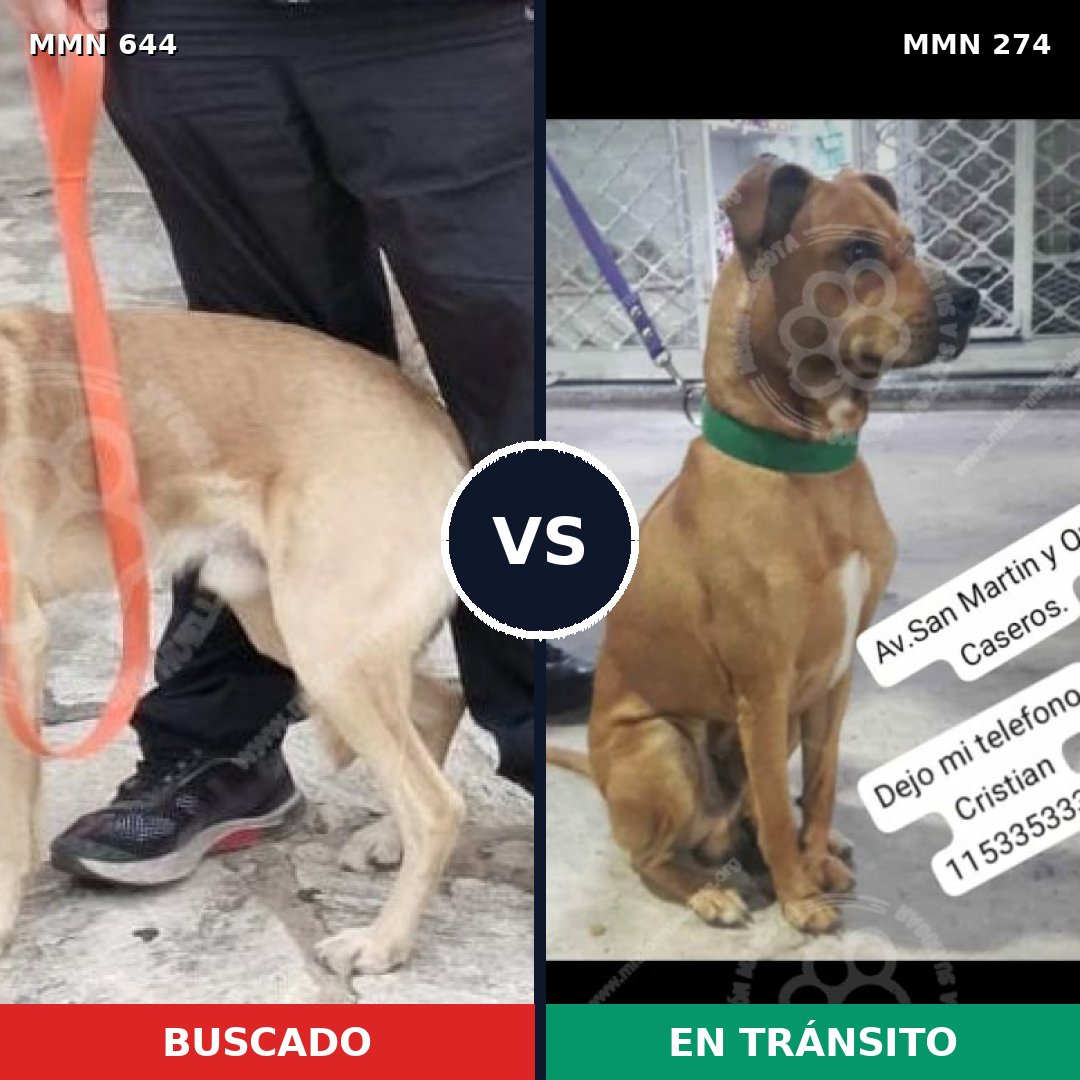 Comparativa MMS 9309: mascota perdida y mascota encontrada, 67% de similitud