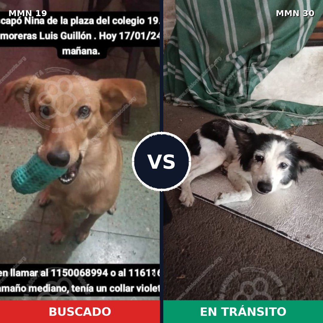 Comparativa MMS 931: mascota perdida y mascota encontrada, 73% de similitud