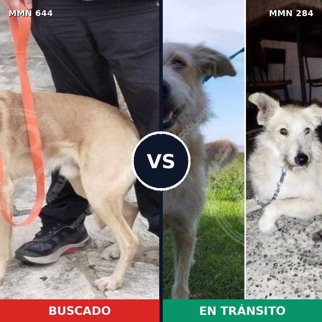 Comparativa MMS 9310: mascota perdida y mascota encontrada, 74% de similitud