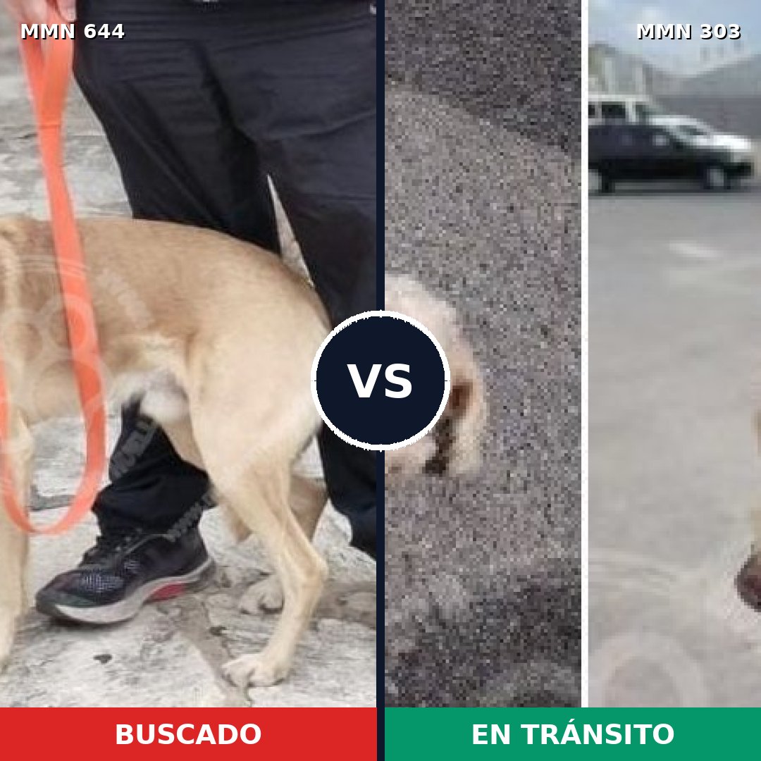 Comparativa MMS 9311: mascota perdida y mascota encontrada, 44% de similitud