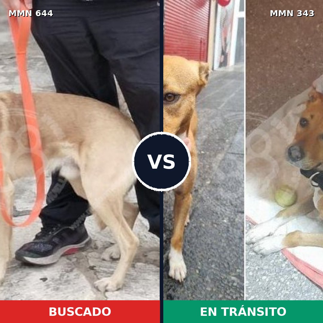 Comparativa MMS 9315: mascota perdida y mascota encontrada, 73% de similitud