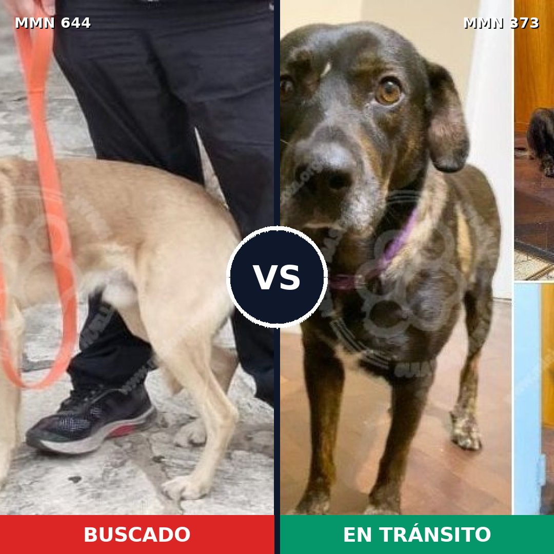 Comparativa MMS 9317: mascota perdida y mascota encontrada, 79% de similitud