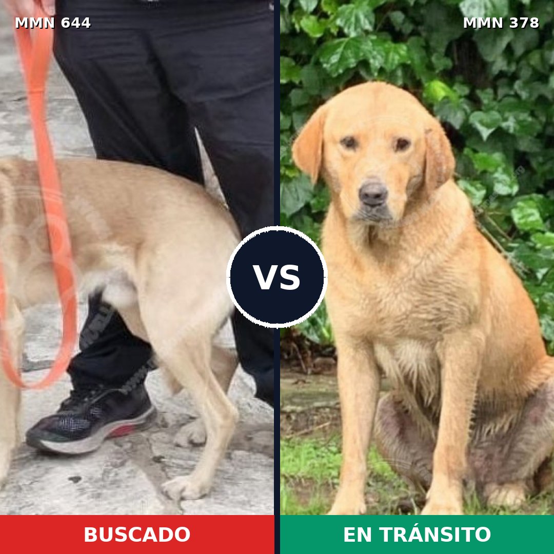 Comparativa MMS 9319: mascota perdida y mascota encontrada, 40% de similitud