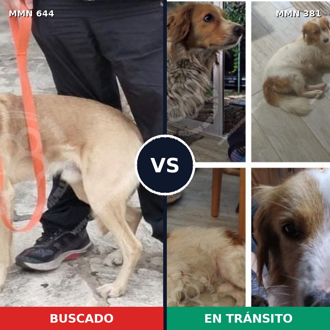 Comparativa MMS 9320: mascota perdida y mascota encontrada, 74% de similitud