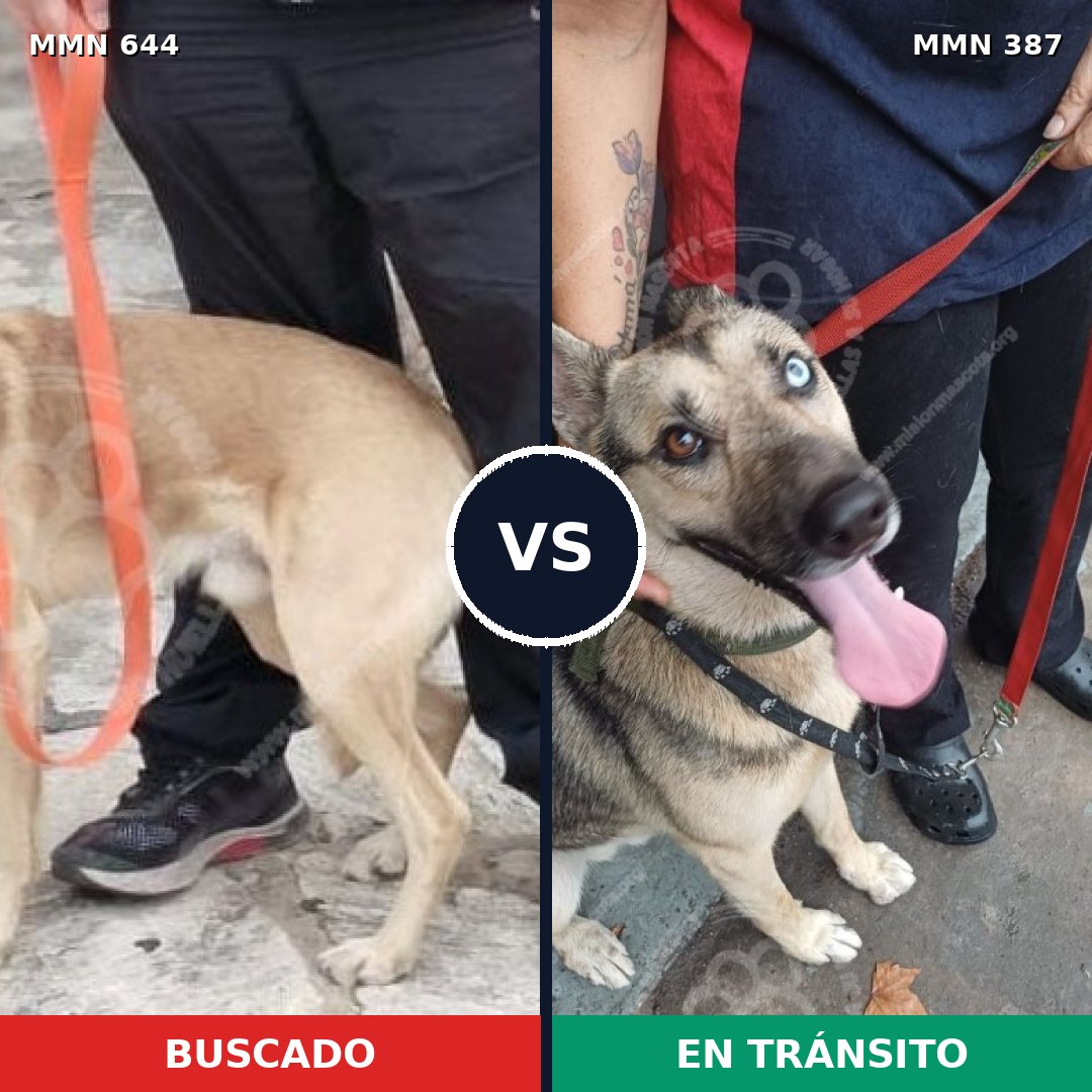 Comparativa MMS 9321: mascota perdida y mascota encontrada, 43% de similitud
